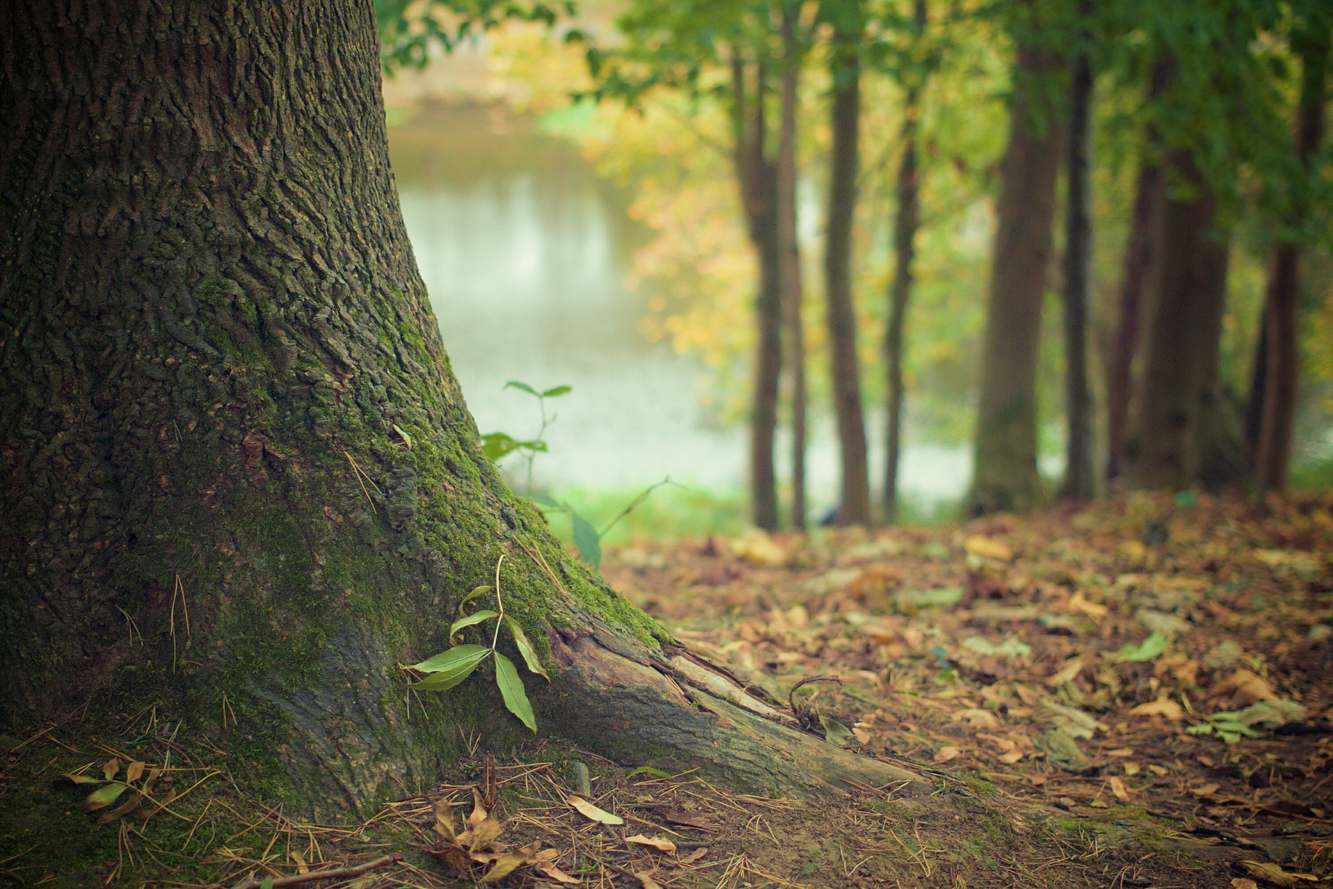 waldbaden workshop zeitfinden.yoga